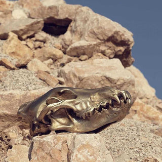 Diesel with Seletti Wunderkammer Wolf Skull decoration brass - Buy now on ShopDecor - Discover the best products by DIESEL LIVING WITH SELETTI design