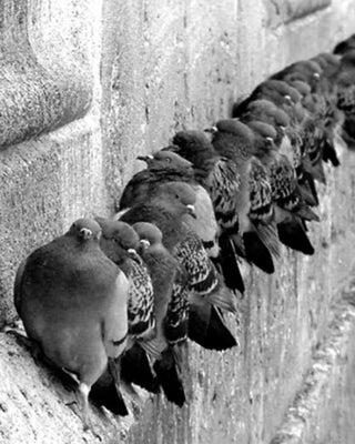 Progetti Fatti + in là cuckoo clock - Buy now on ShopDecor - Discover the best products by PROGETTI design