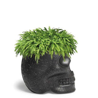 Qeeboo Mexico planter and champagne cooler in the shape of a skull - Buy now on ShopDecor - Discover the best products by QEEBOO design